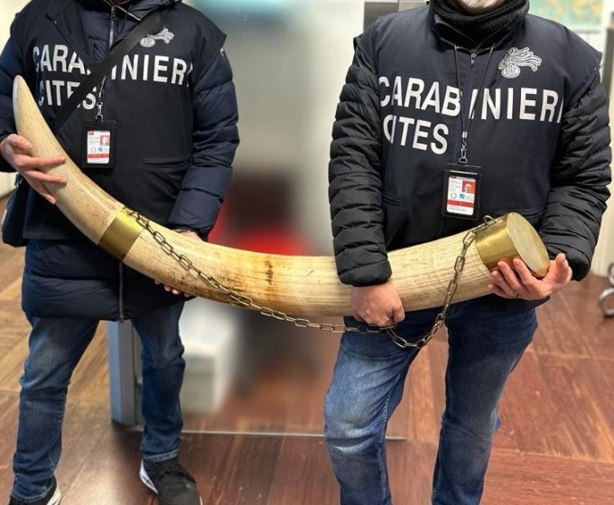Scopre di aver ereditato due zanne di elefante e le consegna ai carabinieri