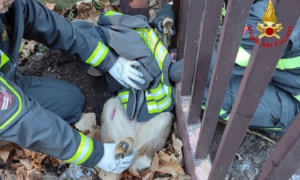 Capriolo incastrato in una recinzione: Vigili del fuoco a Varese