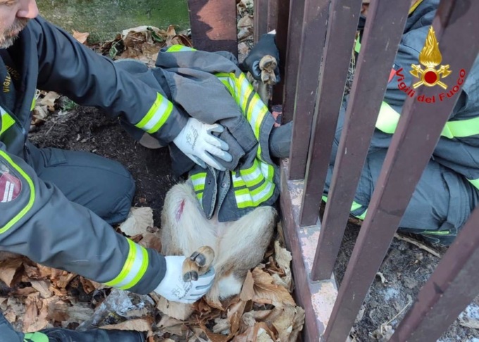 Capriolo incastrato in una recinzione: Vigili del fuoco a Varese