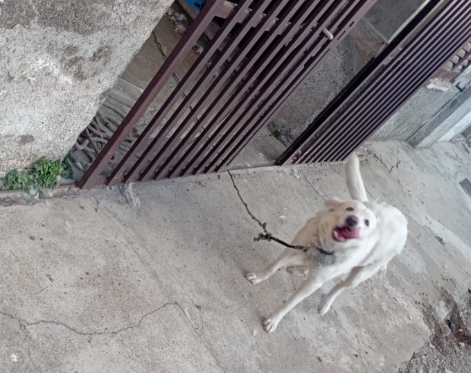 Cane incatenato e in condizioni igieniche precarie sequestrato da Ats
