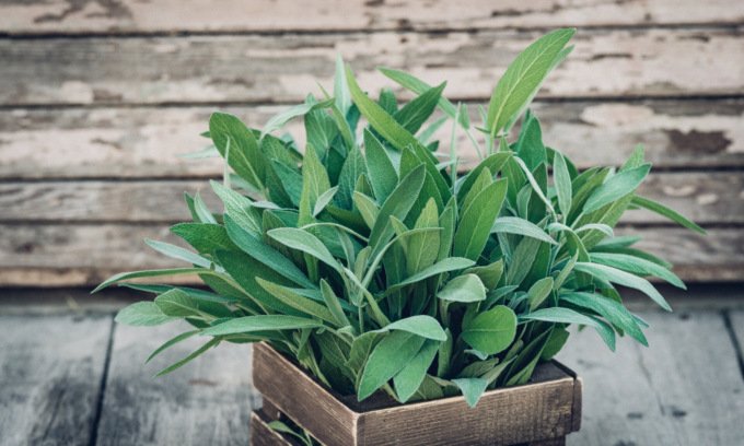 In regalo con la Settimana di Saronno i semi di salvia officinale