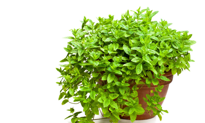 In regalo da oggi con la Settimana i semi di menta piperita
