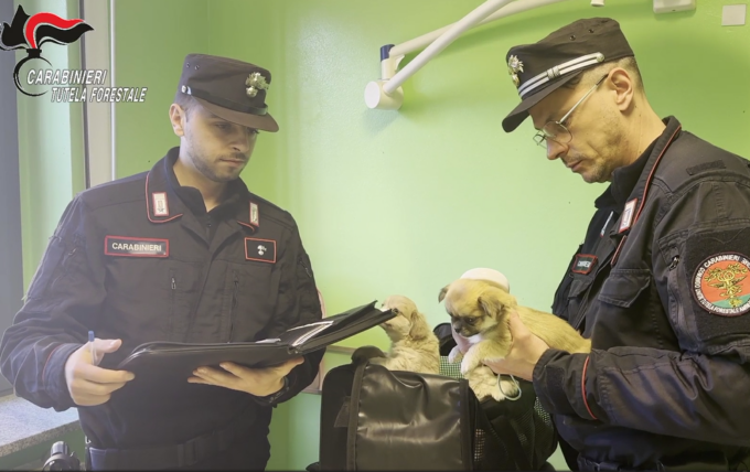 Traffico illecito di cuccioli: individuato il responsabile