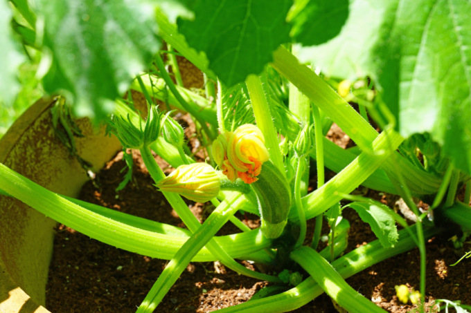 Da venerdì in regalo con la Settimana di Saronno lo zucchino bianco