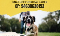 Sos canili: c'è bisogno di un aiuto per salvare 80 cani