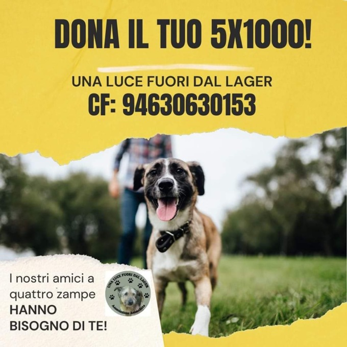 Sos canili: c’è bisogno di un aiuto per salvare 80 cani