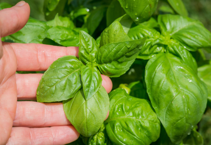 Da oggi in regalo con la Settimana di Saronno il basilico