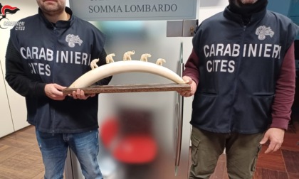 Un'altra zanna di elefante sequestrata dai Carabinieri