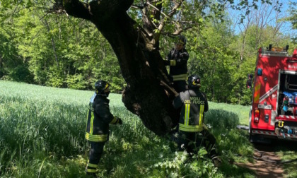 Gelso secolare in fiamme, i pompieri salvano lo storico albero