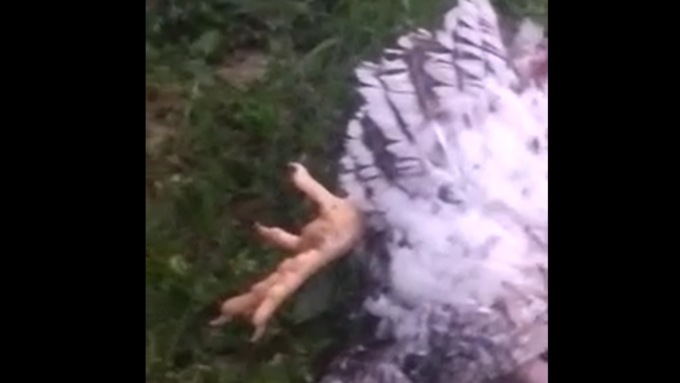 I resti di un rito magico all’Oasi di Parabiago?