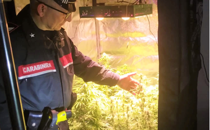 Nella casa svaligiata dal ladro trovano una piantagione di marijuana