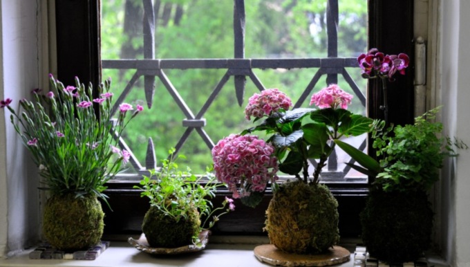 Una giornata di consulenze gratuite per il proprio bonsai