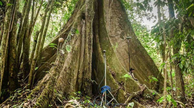 Un’esperienza immersiva per entrare nella foresta equatoriale