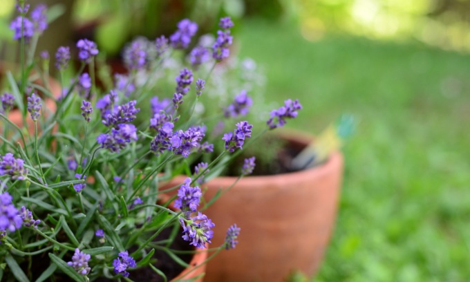 Da oggi con la Settimana di Saronno la profumatissima lavanda