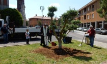 Mozzate, nuovo ulivo piantato in piazza