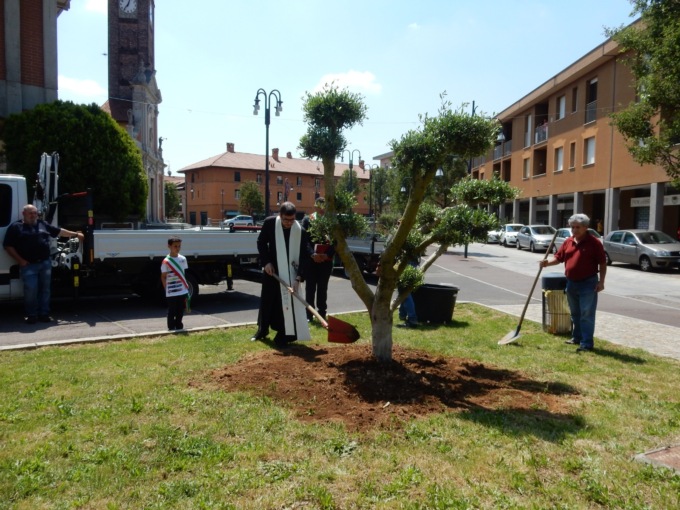 Mozzate, nuovo ulivo piantato in piazza