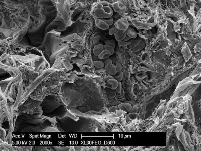 Cellule staminali e rigenerazione dei tessuti: la ricerca dell’Insubria