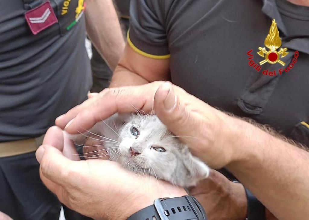 gattino salvato dai pompieri