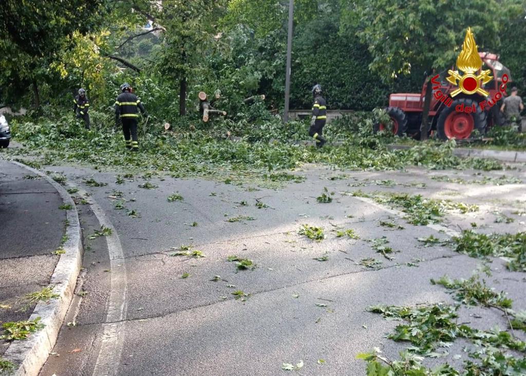 Varese, albero in mezzo alla strada