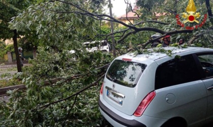 Albero cade in mezzo alla strada: automobilista salvo per miracolo