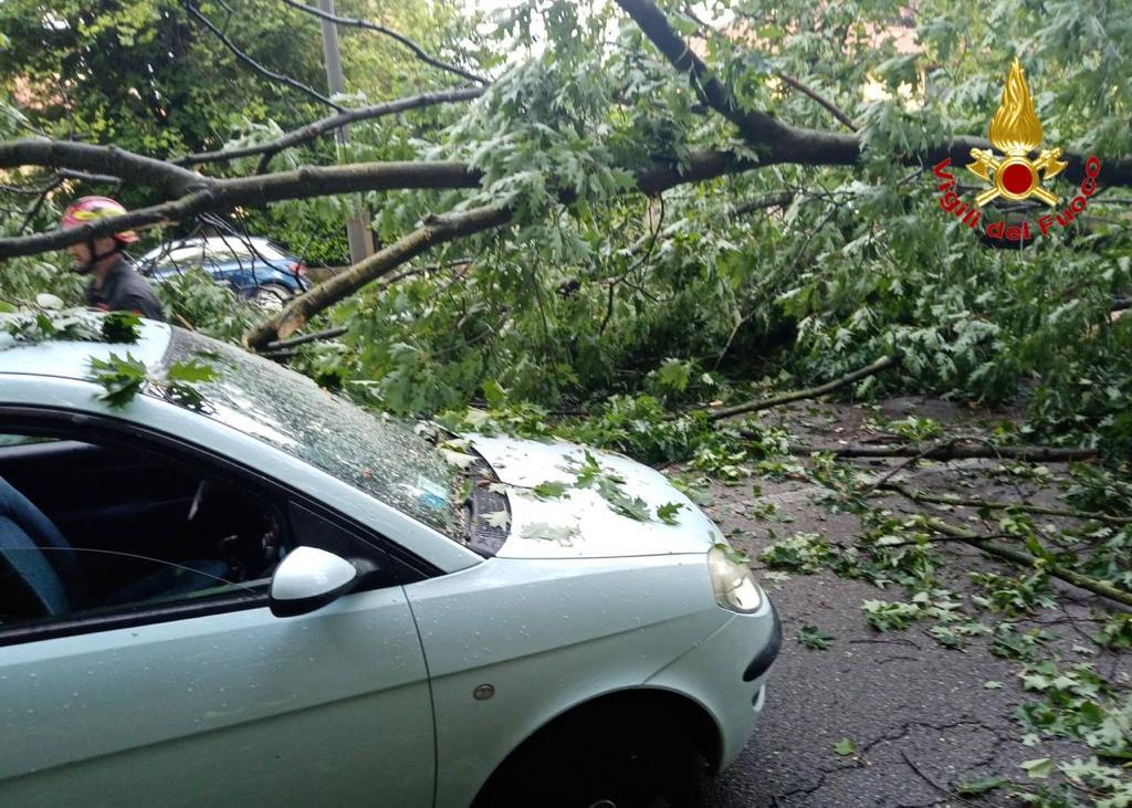 Varese, albero in mezzo alla strada