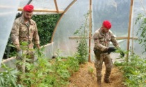 Coltivava la Marijuana in serra: arrrestato 44enne