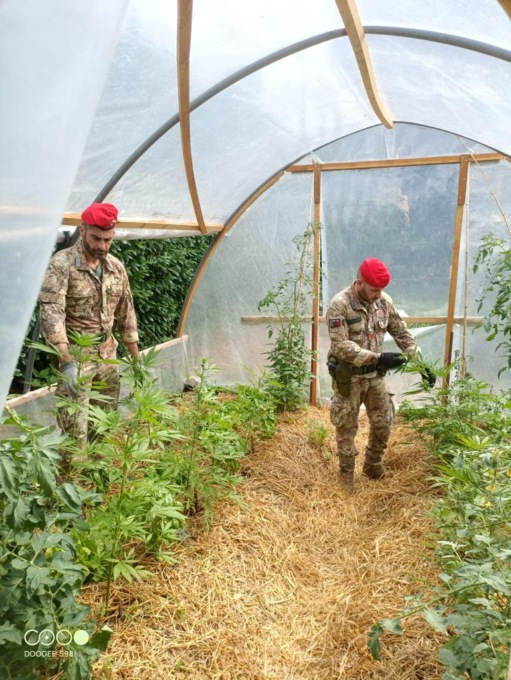 Coltivava la Marijuana in serra: arrrestato 44enne