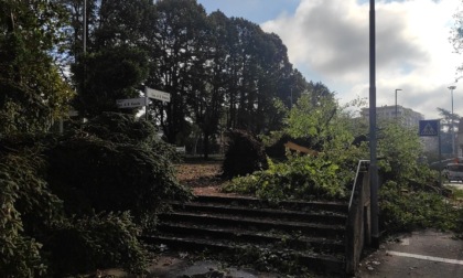 Maltempo, una tromba d'aria colpisce Saronno, caduti alberi secolari