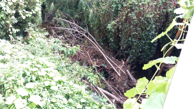 Intervento dei Vigili del fuoco per rimuovere una pianta dal letto del Lura