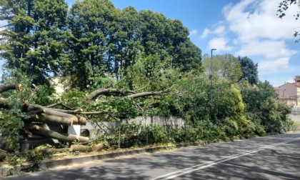Duecento alberi danneggiati a Saronno, Casali: "Piano straordinario per la sostituzione"