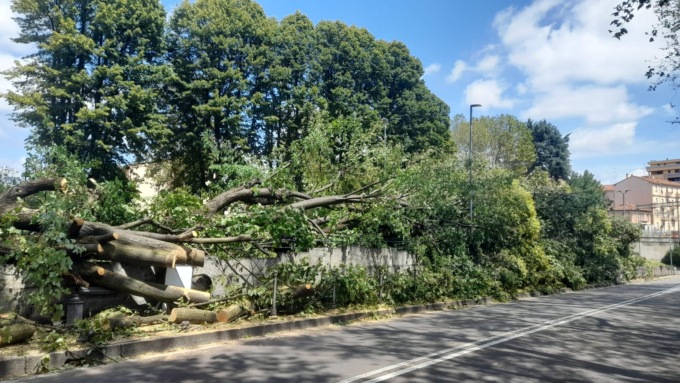 Duecento alberi danneggiati a Saronno, Casali: “Piano straordinario per la sostituzione”