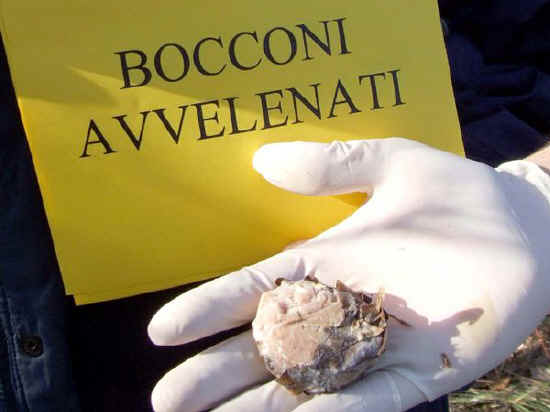 Trova i suoi due cani morti in via Tenore: è avvelenamento, attivati Comune e Ats