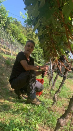 La vendemmia del Merlot