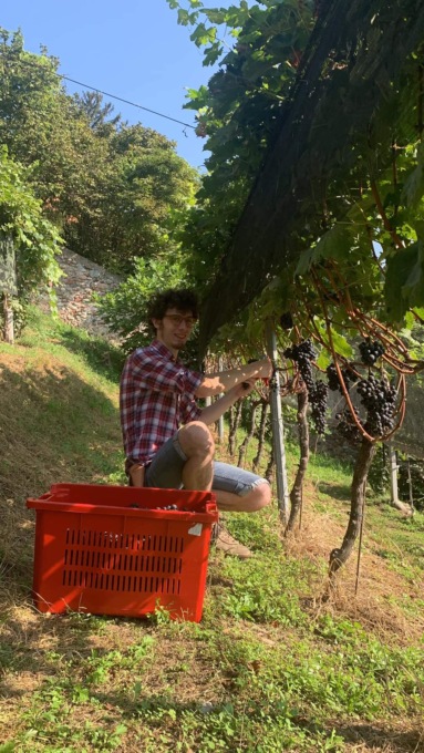 A Castiglione si vendemmia:  con il Merlot si fa anche beneficenza