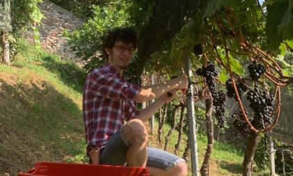 A Castiglione si vendemmia:  con il Merlot si fa anche beneficenza