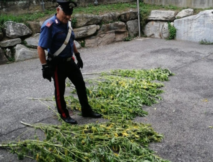 Beccato con sei piante in giardino e mezzo chilo di marijuana in casa