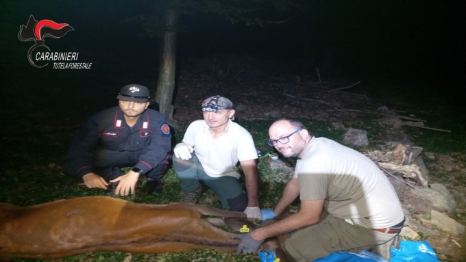 Soccorso e rimesso in libertà il cervo ferito da una freccia