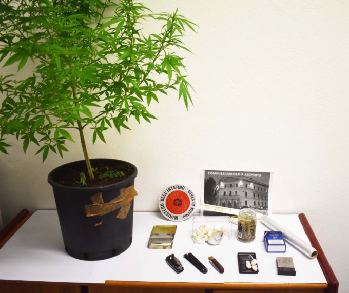Pusher scappa in bici, in casa pianta di marijuana alta più di 1 metro