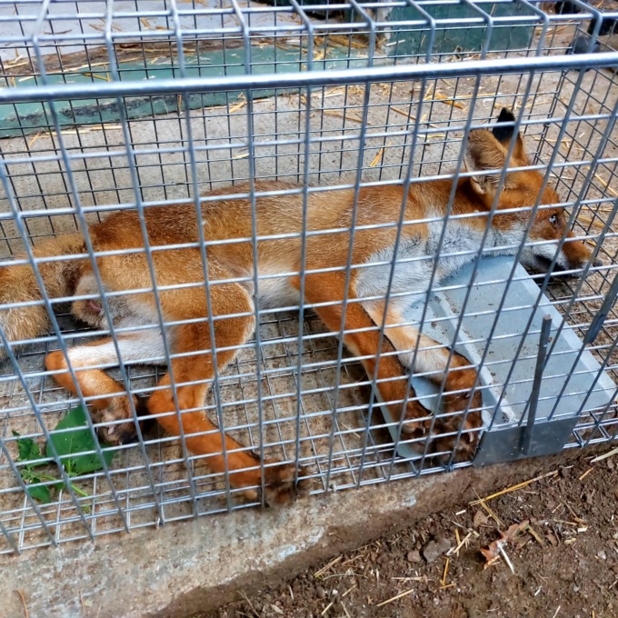 Red, la giovane volpe delle Groane è tornata libera nel Parco