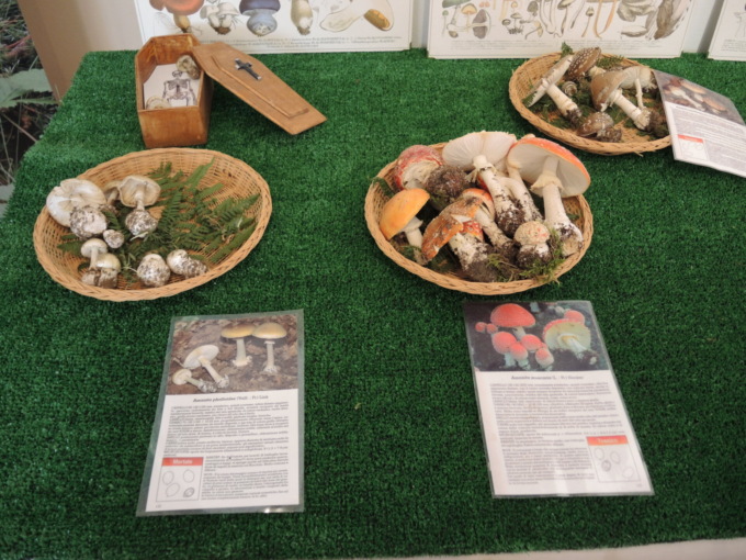 Si inaugura la mostra micologica Città di Saronno