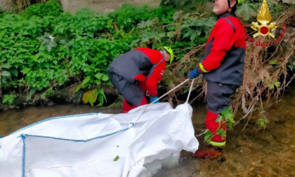 Cervo morto recuperato nelle acque del fiume Olona