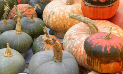 Cosa fare a Varese e provincia nel weekend: gli eventi di sabato 18 e domenica 19 ottobre 2025