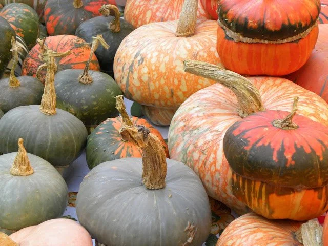 Cosa fare a Varese e provincia nel weekend: gli eventi di sabato 18 e domenica 19 ottobre 2025