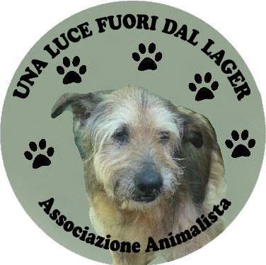 Freddo al canile,  appello per riparare la stufa