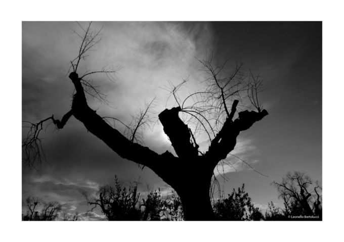 Saronno Fotofestival al via l’edizione 2023