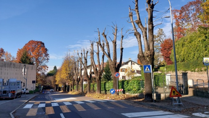 Tagli, piantumazioni e ripristini: per il verde di Tradate un conto da oltre 200mila euro