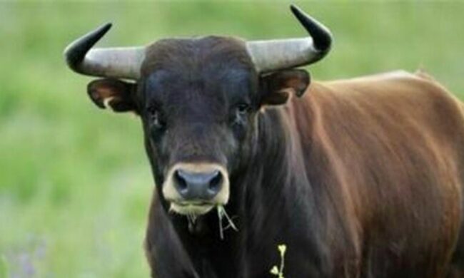 Allevatore travolto da un toro, portato in elicottero al Niguarda