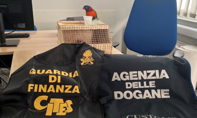 Tenta di passare la frontiera con un pappagallo protetto: denunciato