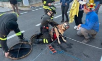 Cane intrappolato nelle fognature: salvato dai Vigili del Fuoco