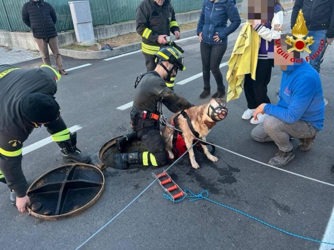 Cane intrappolato nelle fognature: salvato dai Vigili del Fuoco